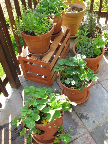 Image for event: The World of Container Gardening: Grow Your Own Vegetables!