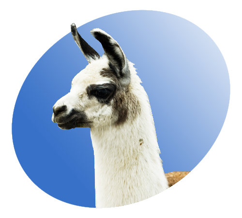 Image for event: Curiosity Kickoff: All About Llamas