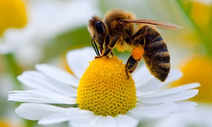 Image for event: What's the Buzz About Bees?